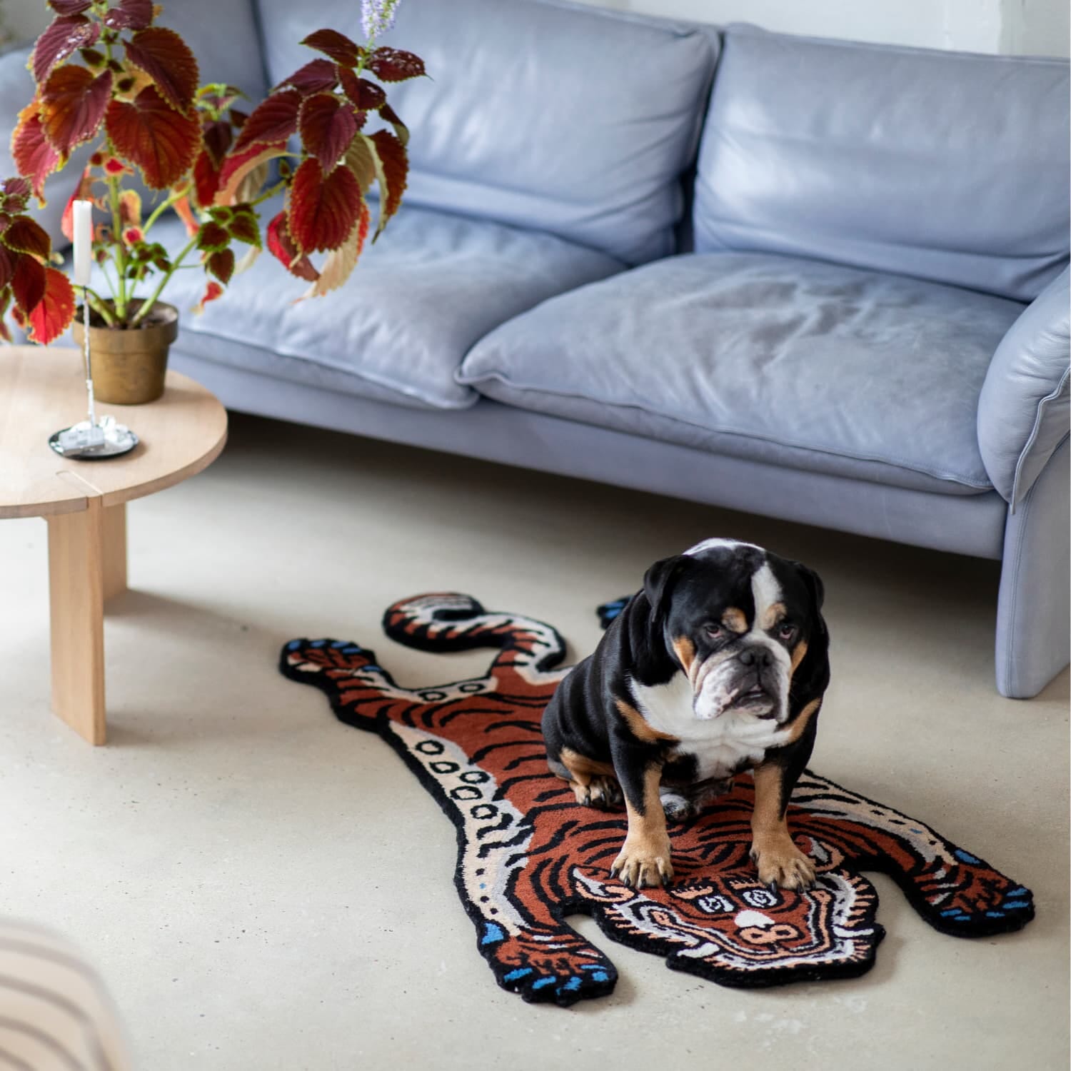 Frankie Tiger Teppe Small - Bilde 4