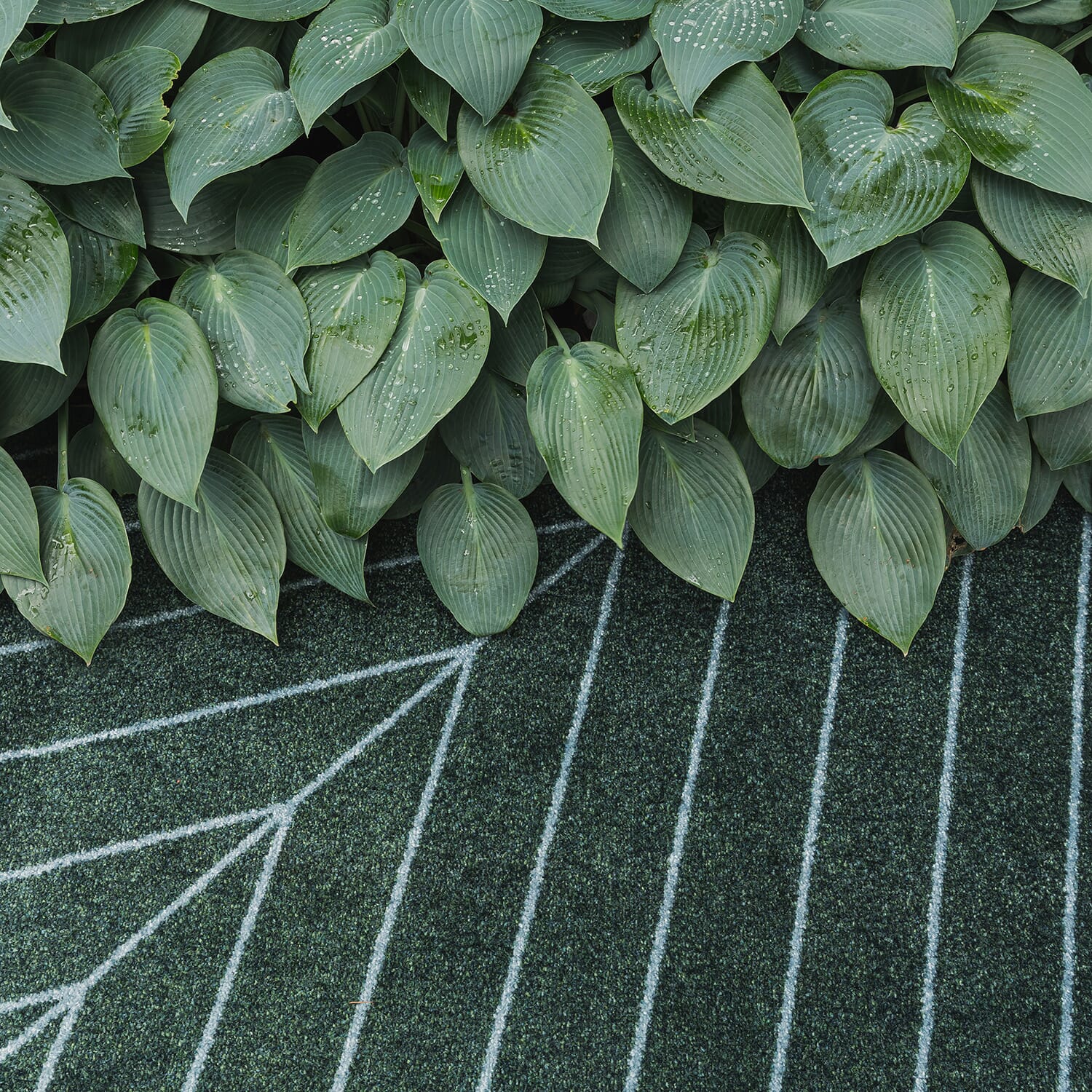 D?rmatte Eine Noon - Relatert 2