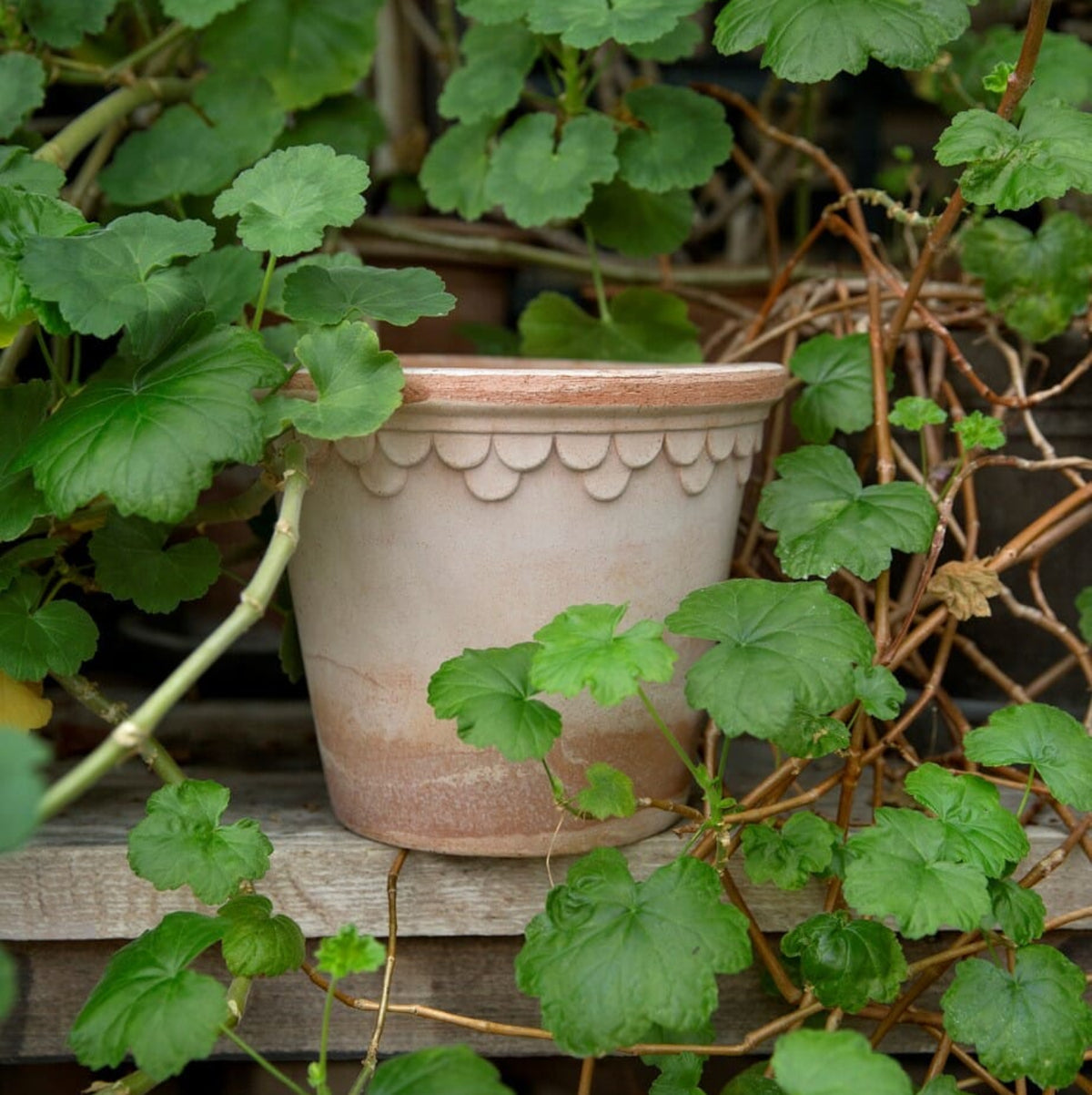 Københavner Krukke Rose 21x19 - Bilde 4