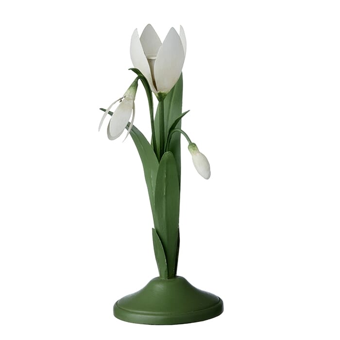 Lysestake Snowdrop Ivy - Hovedbilde