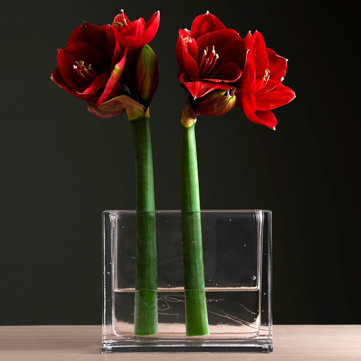 Monoblokk blomstervase med røde amaryllis