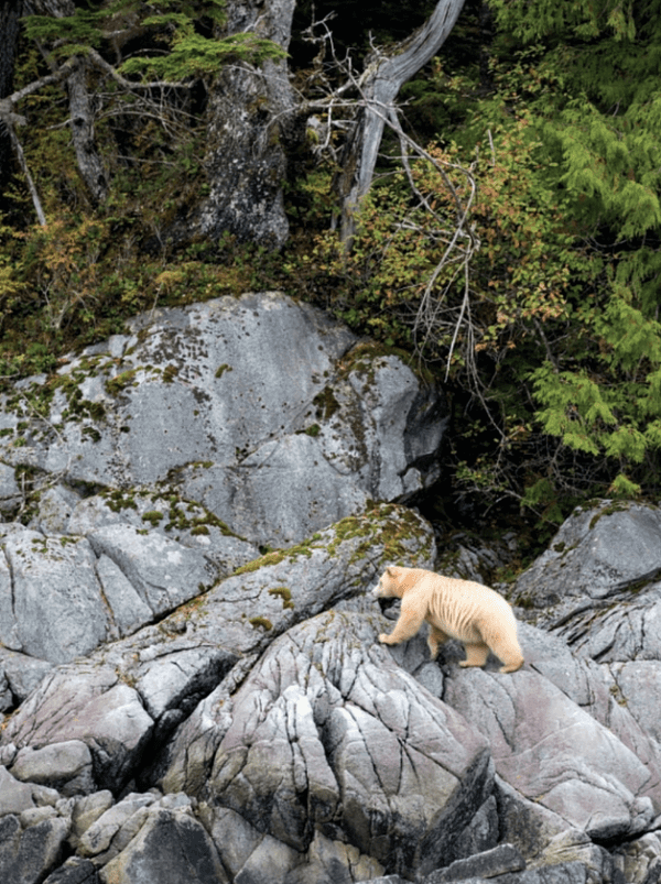 Boken The Bucket List: Peace and Quiet - Bilde 12