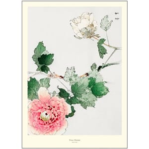 Poster Tree Peony